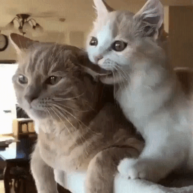 Cat Dog Love Gifs Get The Best Gif On Giphy