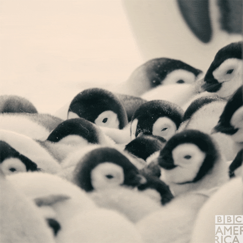 Baby Penguins Gifs Get The Best Gif On Giphy