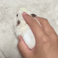 mouse GIF