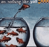 Fish Meme GIF