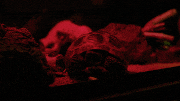 season 3 netflix GIF by Stranger Things