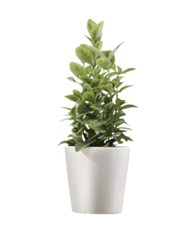 BETTER MONDAY Sticker