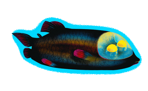 Glow In The Dark Fish Sticker by Scribble Kids Books