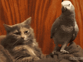 parrot GIF