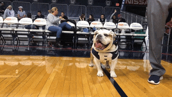happy butler bulldogs GIF by Butler University