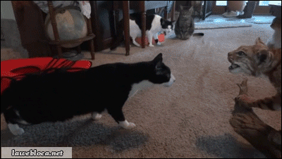 giphy.gif
