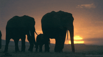 Sunset Elephant GIF