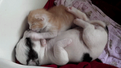 Cute-kitten GIFs - Get the best GIF on GIPHY