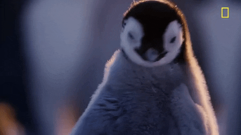 cute baby penguin gif