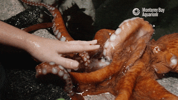 touching finding nemo GIF by Monterey Bay Aquarium
