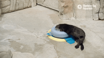 Where Is It Sea Otter GIF by Monterey Bay Aquarium