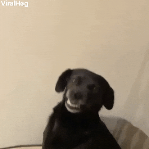 Doggie Gives A Big Smile GIF by ViralHog