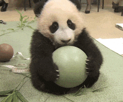 Wildlife gif. A baby panda is clutching a green ball and a scientist plays with it, shaking the ball and pretending to try to take it away. The panda squeezes onto the ball tighter and refuses to let go.