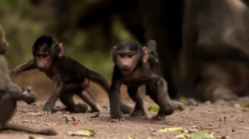 symphony for our world GIF by Nat Geo Wild 