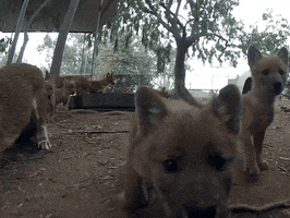 Nose Snout GIF by San Diego Zoo Wildlife Alliance