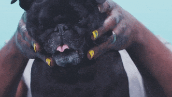 Dog Awww GIF by Super Deluxe