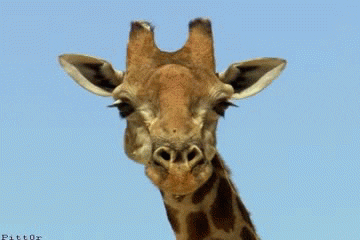 Winking-giraffe GIFs - Get the best GIF on GIPHY