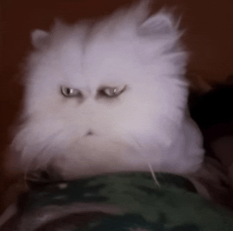 White Cat GIF
