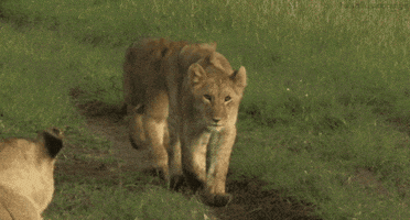big cats lion GIF by Head Like an Orange