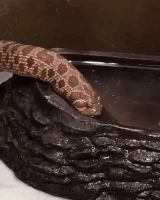 snake drinking GIF