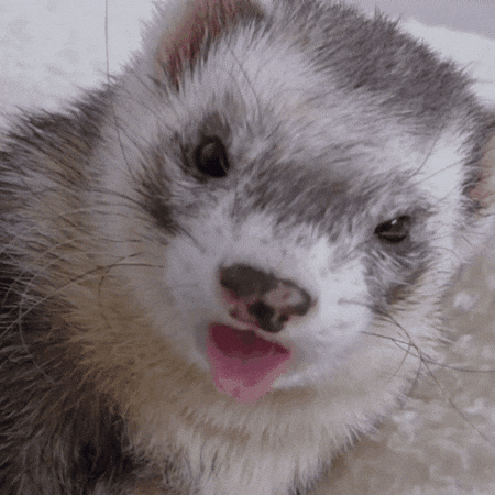 Ferret GIF