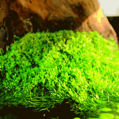 Green Plant Water GIF by AquariumMe