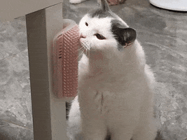Tuah Pet GIF