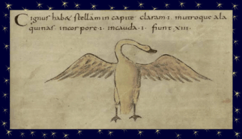 vintage bird GIF by Biblioteca Nacional de España