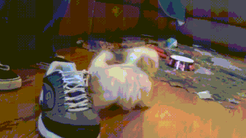 Dog Fun GIF