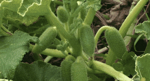 cucumber