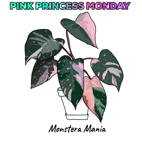 Plant GIF by Monstera Mania