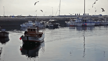 portugal boat GIF by For 91 Days