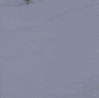 grahampa snow snowboarding pow shred GIF