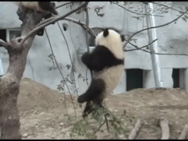 Baby Panda GIFs - Find & Share on GIPHY