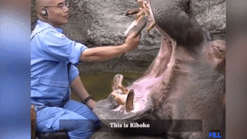 dentist hippos GIF