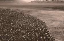 Movie gif. An aerial shot from Lord of the Rings: Return of the King where battle has just begun. We see an entire mass of soldiers running to meet their opponent head on as they're about to clash.