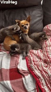 Cute-baby-animal GIFs - Get the best GIF on GIPHY