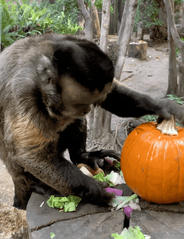 smash smashing pumpkins GIF by San Diego Zoo