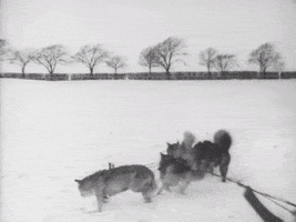 Silent Film Dog GIF by Det Danske Filminstitut