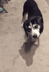Dog Bark Gif