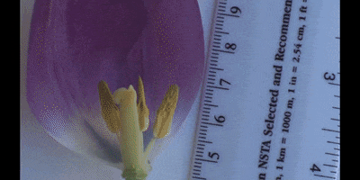 Flower Education GIF by DIIMSA Stock