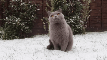 snowfall staring GIF