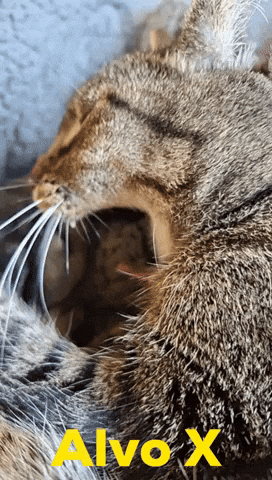 Cat Alvo GIF
