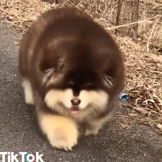 Video gif. A medium-sized but extremely fluffy dog trots along an outdoor path, its tail wagging and its tongue hanging out of its mouth gaily.
