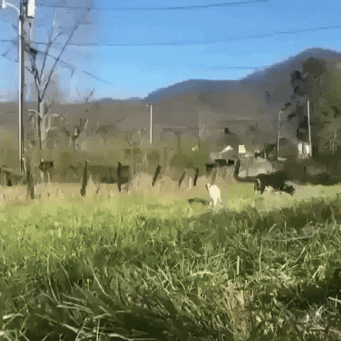 Video gif. An adorable baby goat bounces through a grassy field happily towards us, stopping to look inquisitively. Text, “Hi.”