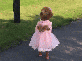 dog GIF dog GIF