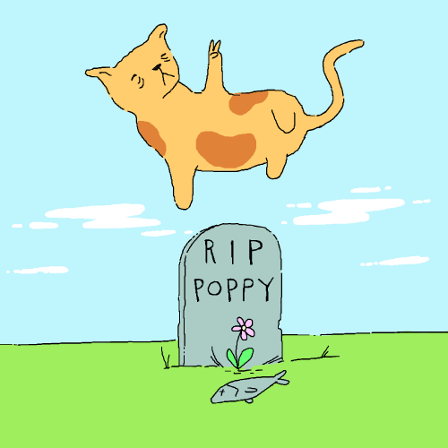 Rip-kitty GIFs - Get the best GIF on GIPHY