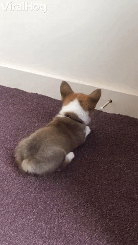 corgi door stopper