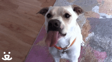 Video gif. White and cream-colored dog sitting on a carpet, looks up at us and licks the air.