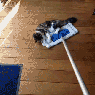 Cat Riding GIF - Find & Share on GIPHY